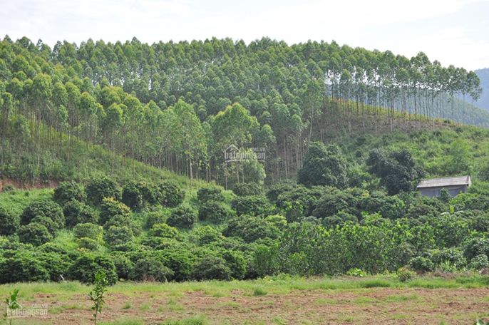Có nên mua đất rừng sản xuất? Bạn nên chú ý điều gì khi mua?