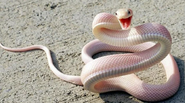 Nằm mơ thấy rắn có ý nghĩa gì? May mắn hay xui xẻo?