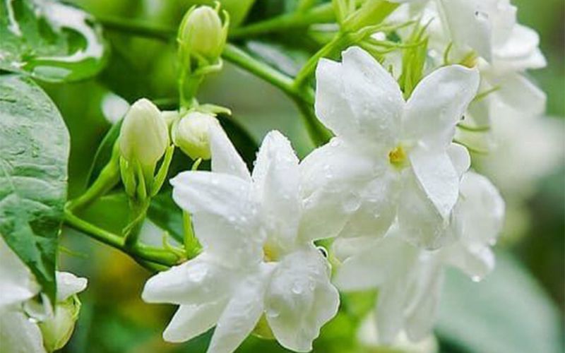 Cây hoa nhài: Ý nghĩa, Hình ảnh, Cách trồng và chăm sóc tại nhà